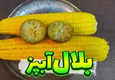 طرز تهیه بلال آبپز/ بلال بخار پز خوشمزه و متفاوت/ بلال آبپز