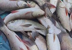 طرز پخت خورشت سنتی هندی با ماهی کپور و سبزیجات