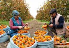 غذای روستایی در آذربایجان؛ برداشت خرمالو و پخت یک کیک با آن در طبیعت