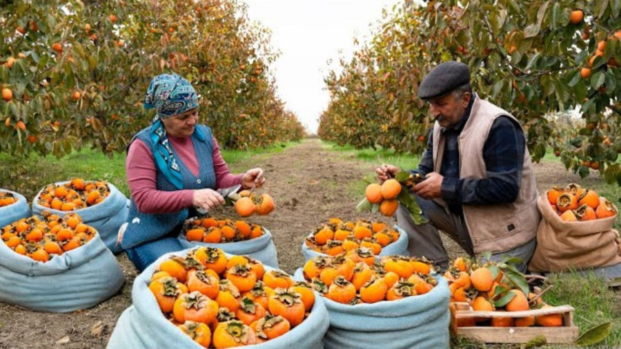 غذای روستایی در آذربایجان؛ برداشت خرمالو و پخت یک کیک با آن در طبیعت