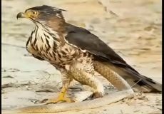 لحظه بسیار هیجانی شاهین که در فکر شکار مار بود ناگهان غافلگیر شد