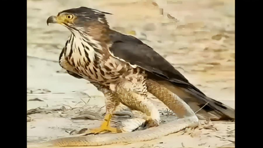 لحظه بسیار هیجانی شاهین که در فکر شکار مار بود ناگهان غافلگیر شد