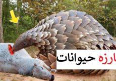 مستند رازبقا جدید و طولانی | مستند حیات وحش حمله شیر به مورچه خوار زره پوش