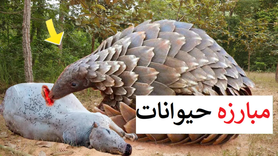 مستند رازبقا جدید و طولانی | مستند حیات وحش حمله شیر به مورچه خوار زره پوش