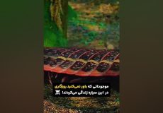 موجودات ماقبل تاریخ که باور نمیکنید یه زمان وجود داشتن