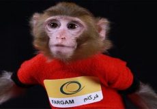 میمون فضانورد ایران پس از ۱۳ سال کجاست؟