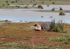 وقتی‌ کفتار اشتباهی اسب‌ آبی را مرده‌ فرض کرد