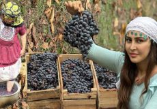 پختن شبره انگور و خشیل در یکروز بارونی