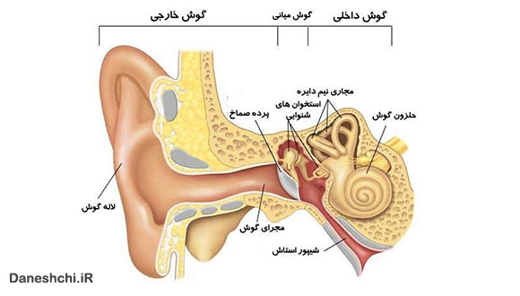 ساختمان گوش