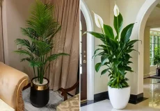 گلدان طبیعی کنار سالنی شیک