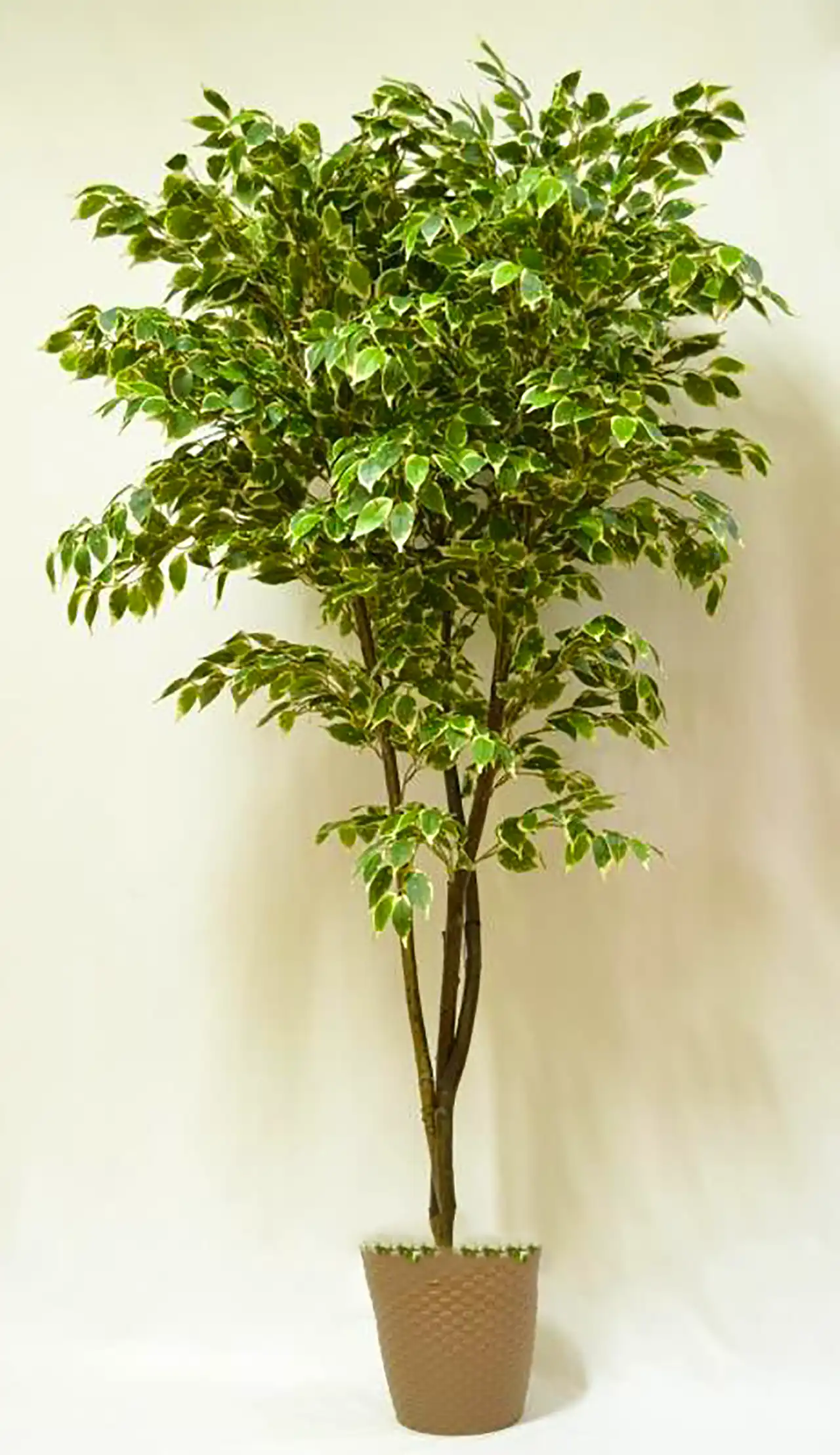 گلدان طبیعی کنار سالنی