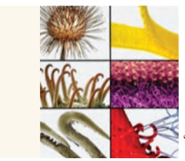 فناوری طبیعی و فناوری مصنوعیپ