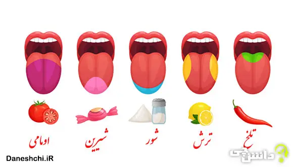 تحقیق درباره انواع مزه های اصلی