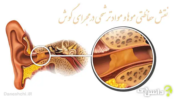نقش حفاظتی موها و مواد ترشحی در مجرای گوش