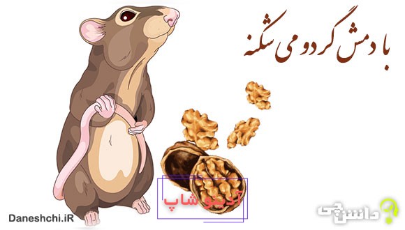 با دمش گردو می ‌شکنه