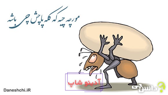 معنی مورچه چیه که کله پاچش چی باشه