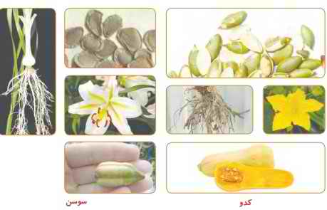 جواب فعالیت درس ۱۲ علوم چهارم