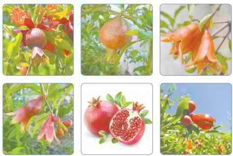 جواب گفت و گو کنید درس ۱۲ علوم چهارم