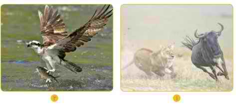 جواب فکر کنید صفحه ۱۱۵ علوم چهارم 