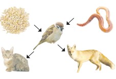 جواب فعالیت صفحه ۱۱۵ علوم چهارم