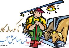 معنی ضرب المثل تا گوساله گاو شود
