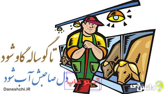 معنی ضرب المثل تا گوساله گاو شود