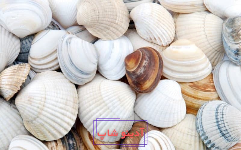 تعبیر خواب صدف