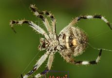 تعبیر خواب عنکبوت