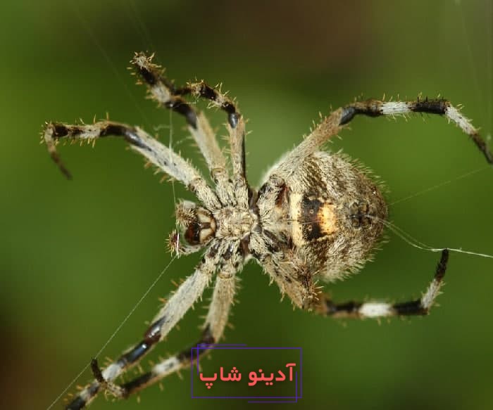 تعبیر خواب عنکبوت