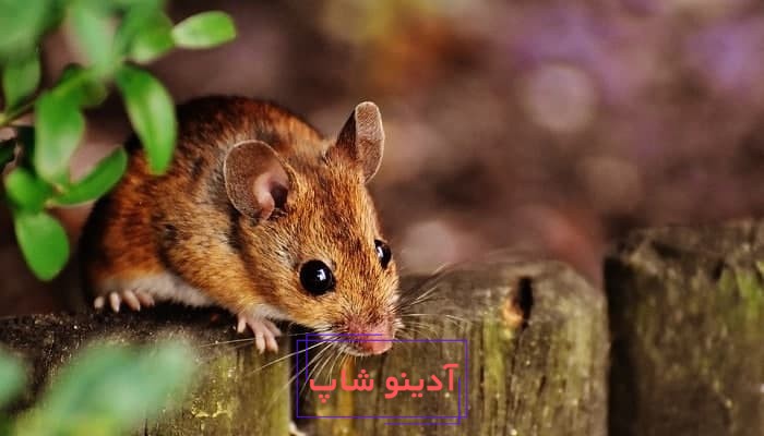 تعبیر خواب موش