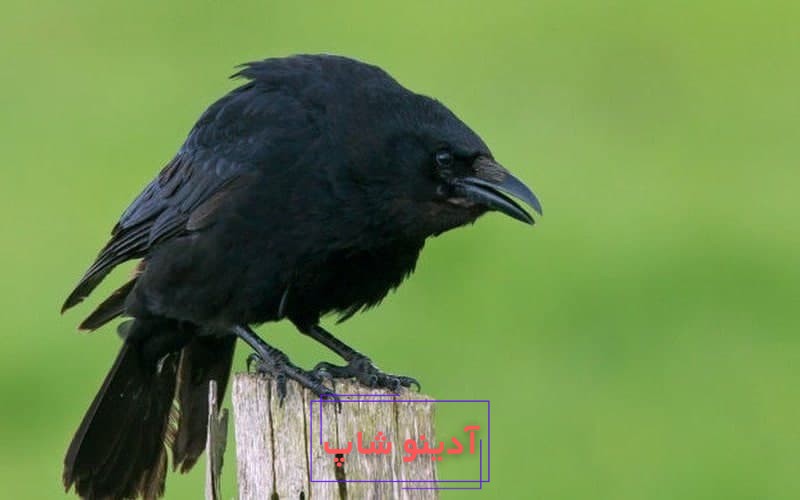 تعبیر خواب کلاغ