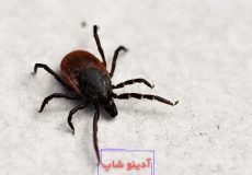 تعبیر خواب کنه