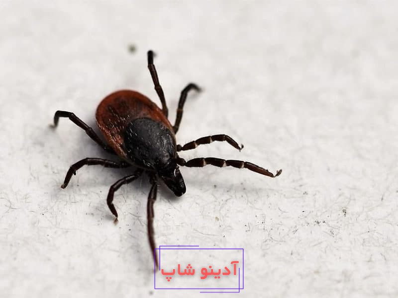 تعبیر خواب کنه