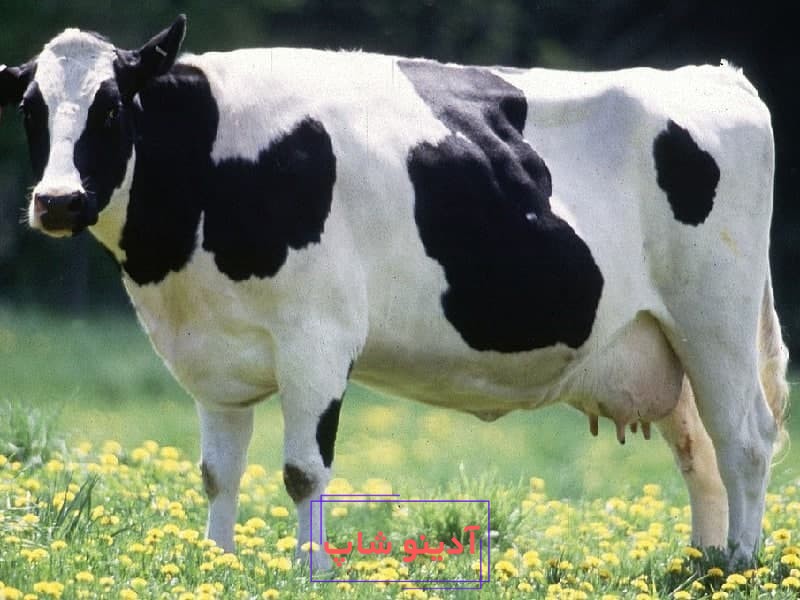 تعبیر خواب گاو