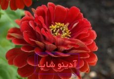 باغبانان باتجربه در مورد نحوه مراقبت صحیح از زینیا توصیه کردند