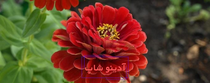 باغبانان باتجربه در مورد نحوه مراقبت صحیح از زینیا توصیه کردند