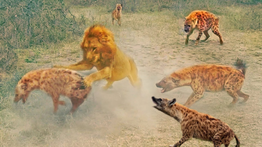 شیر vs کفتار - مستند حیوانات جدید - حیات وحش آفریقا - رازبقا