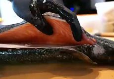 مهارت برش ماهی تن و سالمون برای ساشیمی در ژاپن