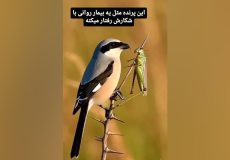 پرنده ای که مانند یک قاتل سریالی عمل می کند!