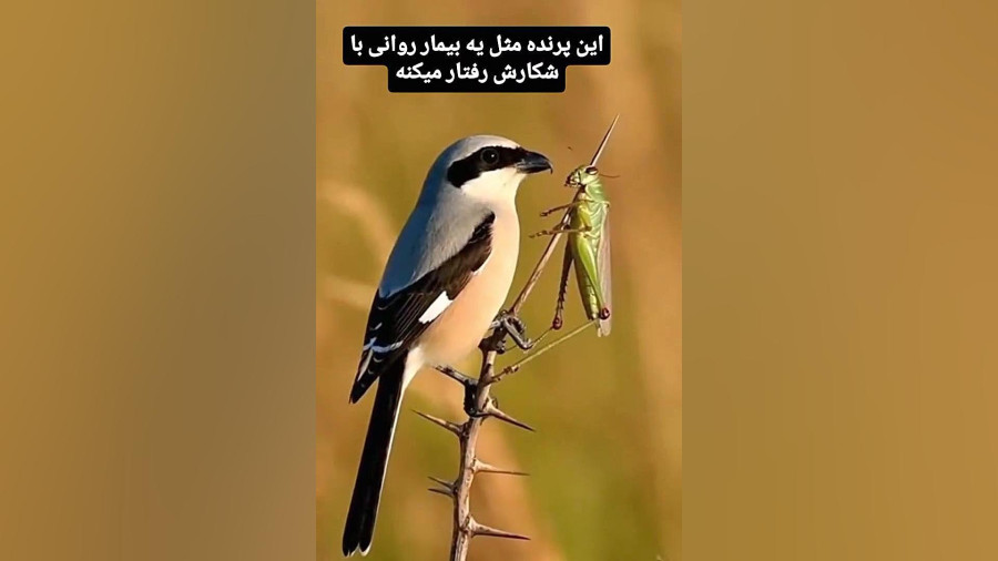 پرنده ای که مانند یک قاتل سریالی عمل می کند!