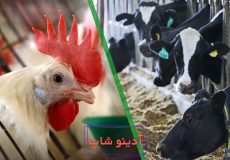 موتور برق برای مرغداری و دامداری کوچک