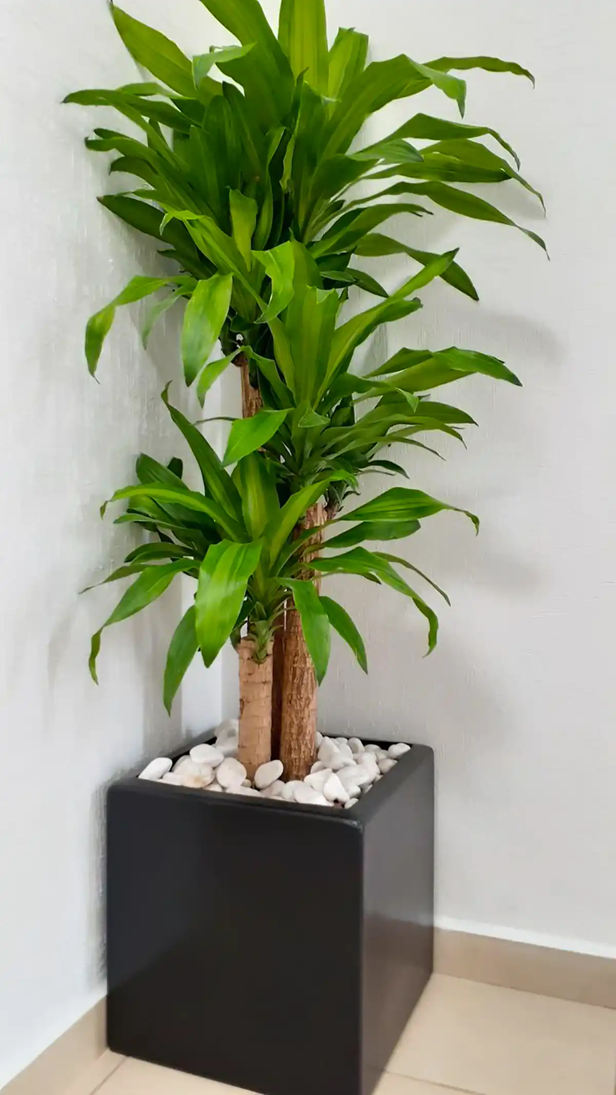 گلدون گل طبیعی شیک 