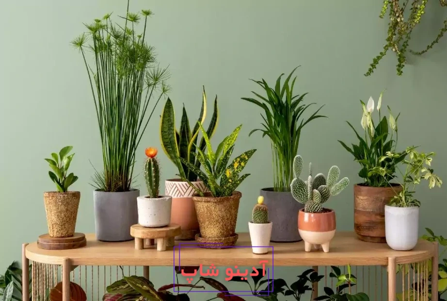 گیاهان آپارتمانی