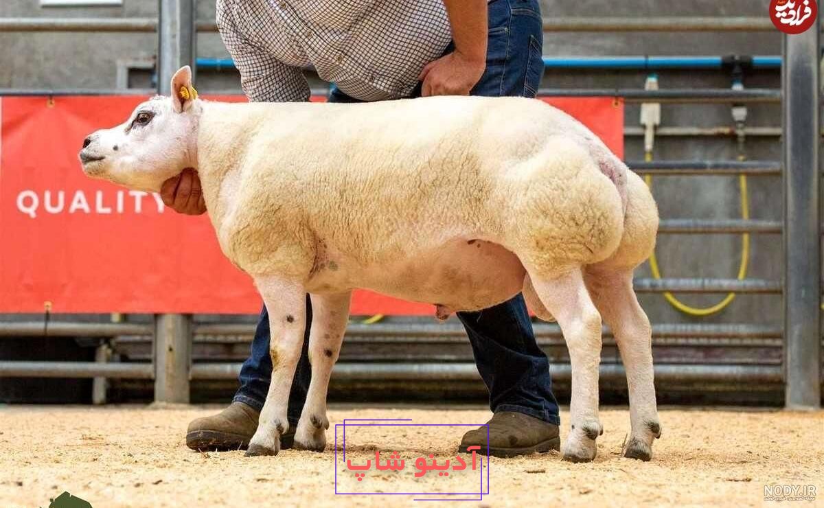 آشنایی با 6 حیوان همدم گوسفند زنده