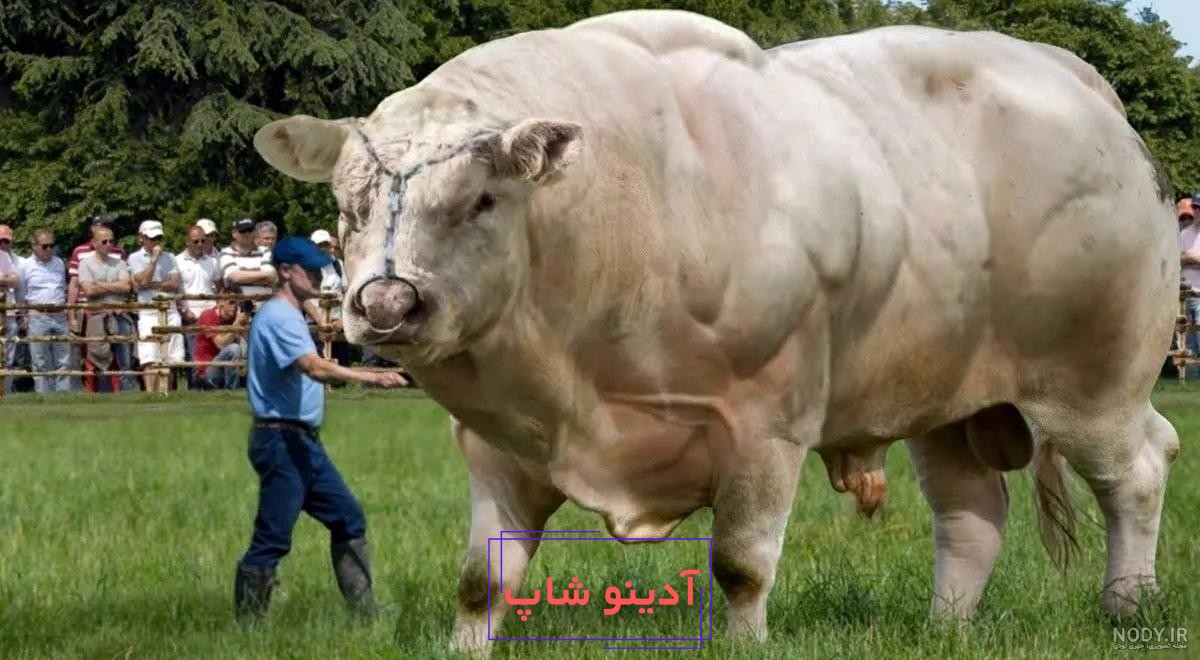 آنکول؛ گاو آفریقایی با بزرگترین شاخ دنیا که طول شاخش بیش از یک متر است