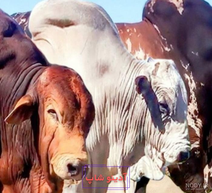 آیا گاوهای شما به اندازه کافی غذا و خوراک می‌خورند؟ | خوراک گاو | دام سبز