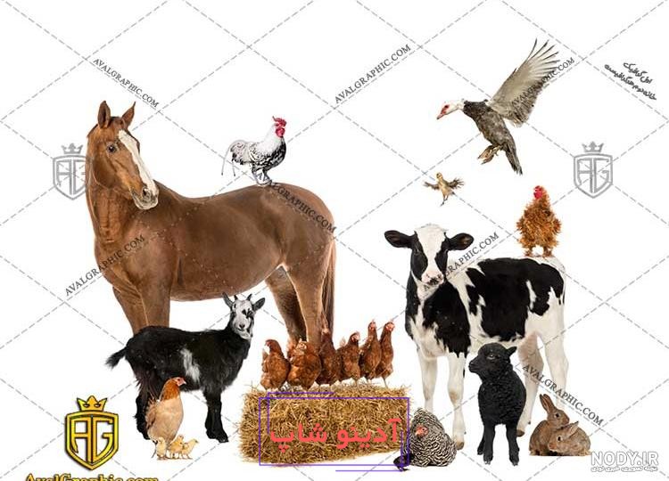 اتفاقی عجیب و خنده دار برای یک گاو در گاوداری!+ فیلم