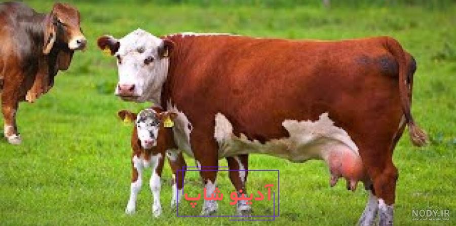 بازی حیوانات وحشی | عبور فیل شتر گاومیش از مانع | سرگرمی کودک و نوجوان