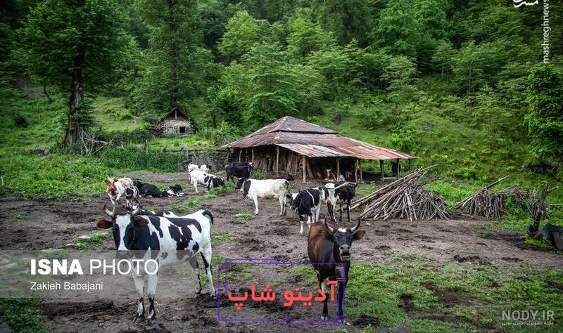 ببینید | حمله گاو وحشی به شیر جوان