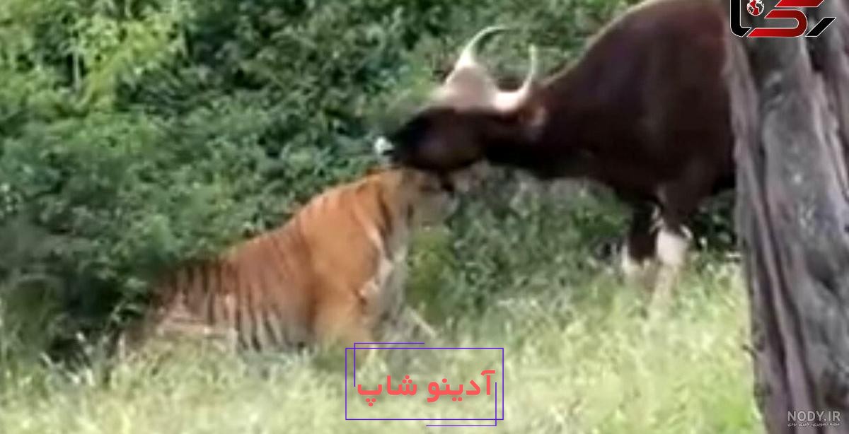 ببینید | ضربه سنگین گاو وحشی و چرخش ۳۶۰ درجه‌ای پسر جوان؛ فرار به زیر ماشین  شاسی‌بلند از ترس!
